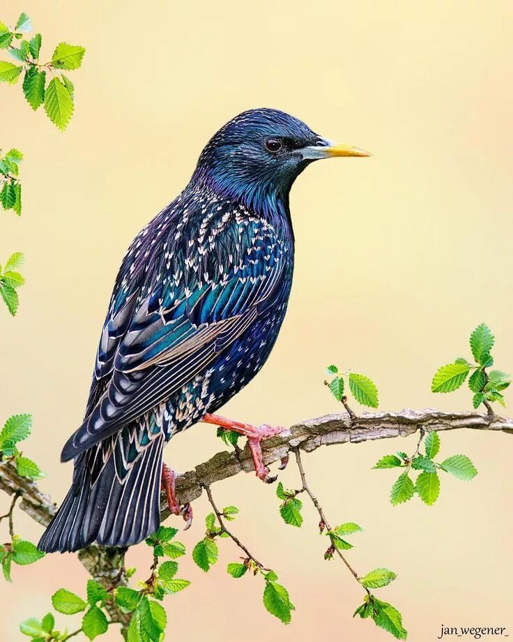 European Starling птица. Обыкновенный скворец. Скворец фото. Обычный скворец.