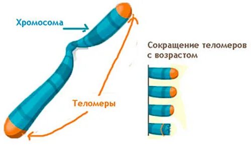 Удлинение теломер. Укорочение теломер. теломеры хромосом и старение. хромосома с теломерами. теломерная теория старения.