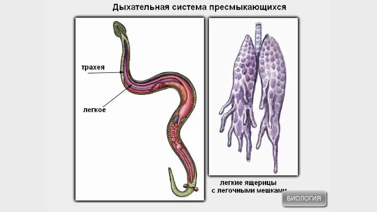 Дыхательная система рептилий. Система органов рептилий. Пресмыкающиеся строение. Лёгкие пресмыкающихся.