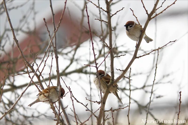 Весенние птички. Воробей березка. Воробей воробушек воробьишко. Воробей и воробушек. Птицы в весеннем лесу.