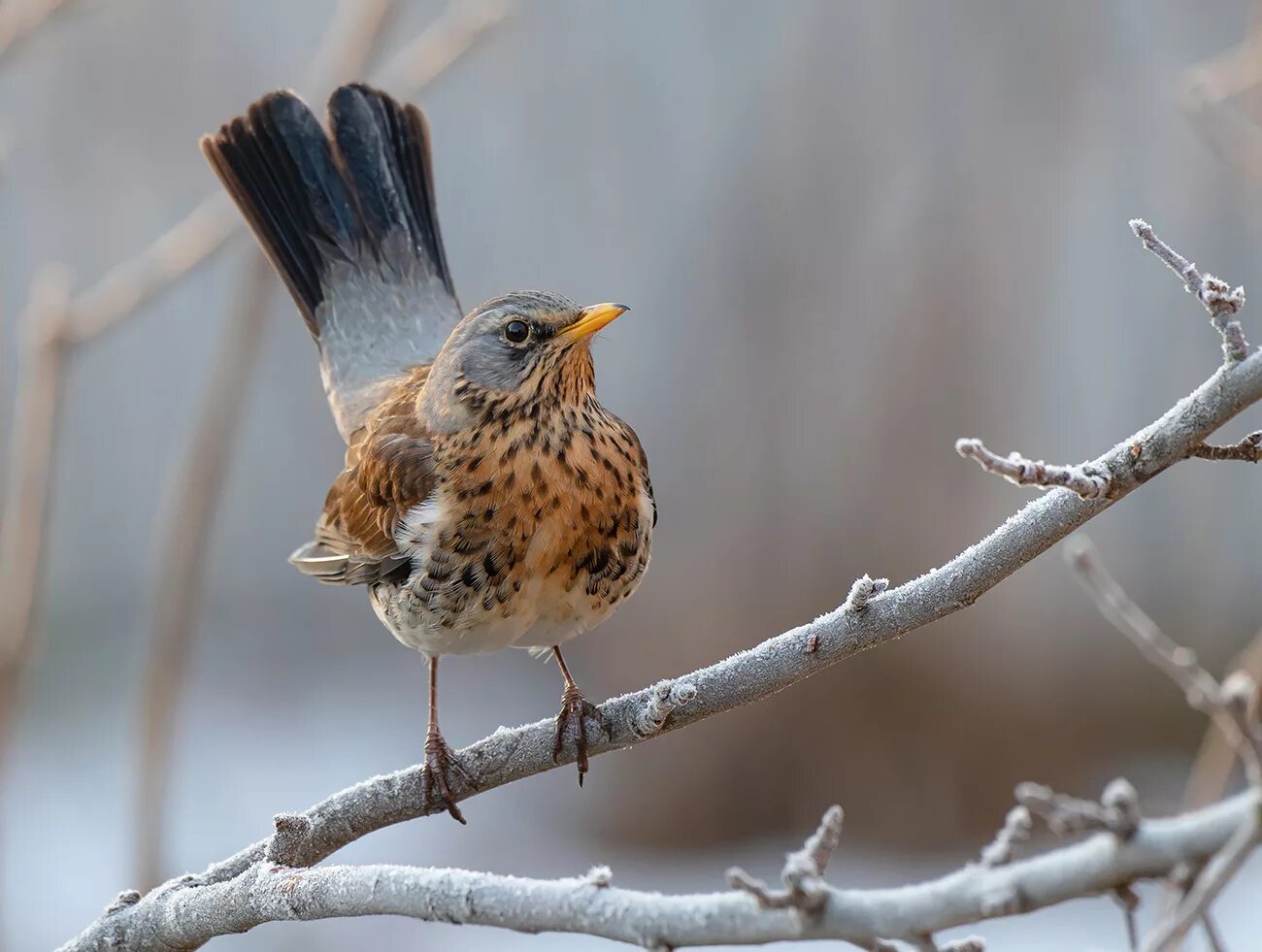 Дрозды разные виды. Дрозд-рябинник (turdus pilaris). Серый Дрозд рябинник. Дрозд рябинник Fieldfare turdus pilaris. Дрозд деряба рябинник.