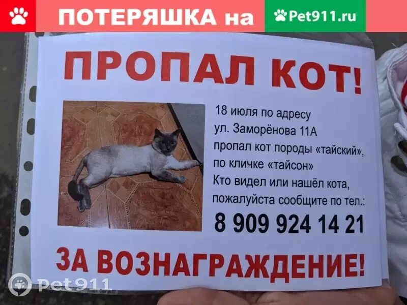 Pet 911. Потерялась кошка объявление. Пропал кот Лайково. Пропал кот Ленинградская область. Пропал кот объявления Люберцы.