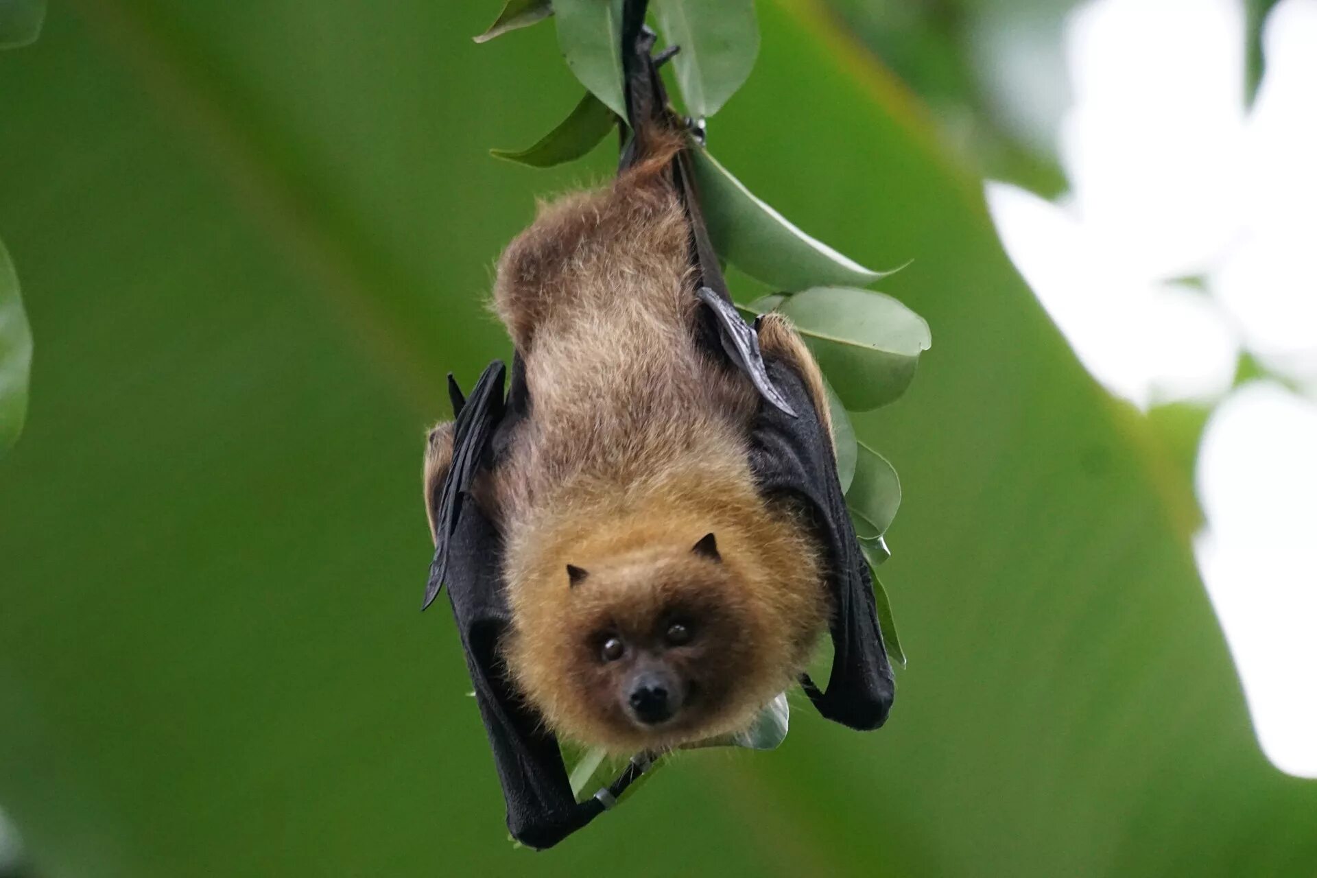 Летучая лисица размер. Австралийская летучая лисица. Indian flying fox adopt me. Мостик flying fox. Indian flying fox adopt me.