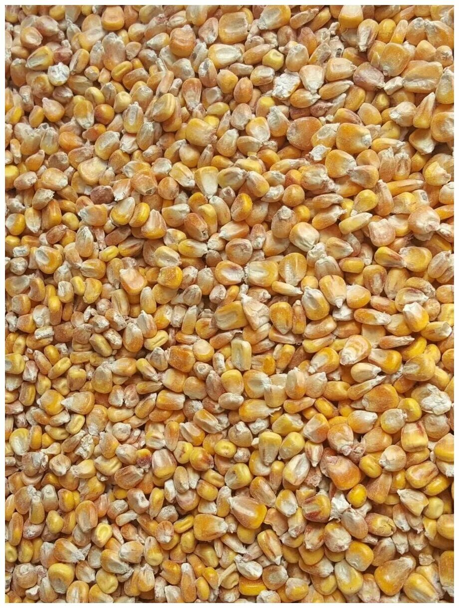 Зерно кукурузы кормовой. Пшеница фуражная. Пшеница корм. Кукуруза фуражная.