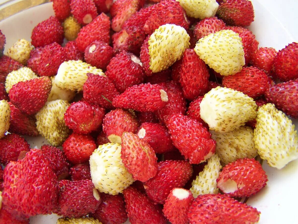 Земляника ароматный сюрприз. Земляника ароматный сюрприз. Вкусная клубника. Земляника белая ремонтантная безусая. Крымская клубника холмовка.