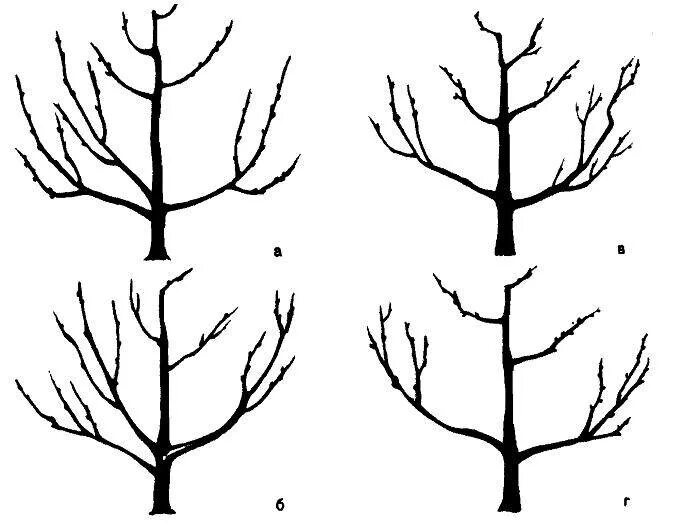 Формирование яблони разреженно ярусная крона. Крона яблонь формировка. Формирование разреженно-ярусной кроны яблони. Схема формирования разреженно-ярусной кроны яблони.