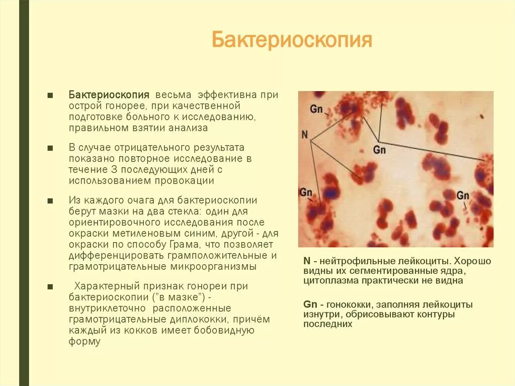Бактериоскопия. Бактериоскопический метод исследования мокроты. бактериоскопическое исследование мазков. бактериоскопический метод исследования фурункулеза. коклюш бактериоскопия.