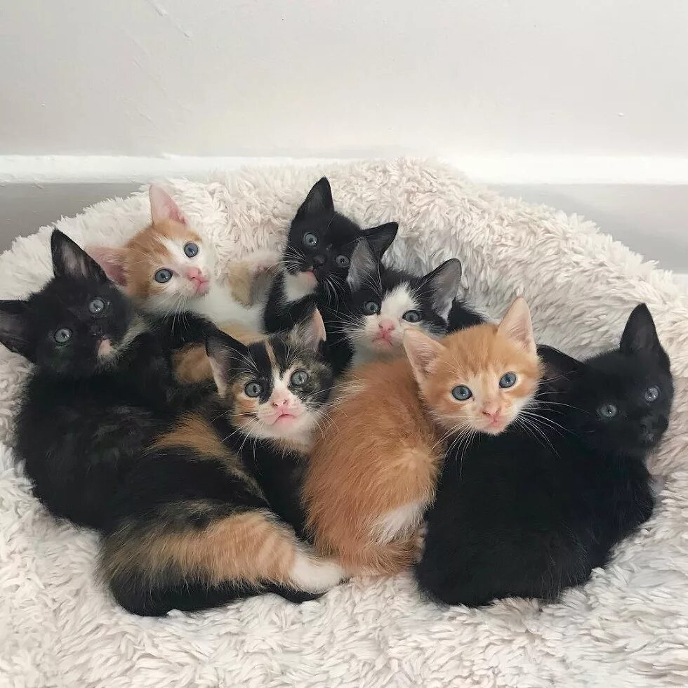 Много котят. Пять котят. Куча котят. Семь котов. 1 кошка и 5 котят