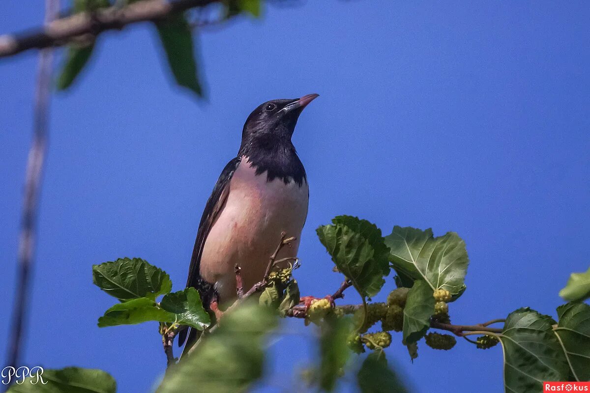 Розовый скворец с хохолком. Скворец с розовой грудкой. Песни розового скворца. Розовые скворцы в калмыкии. Чыйырчык птица.