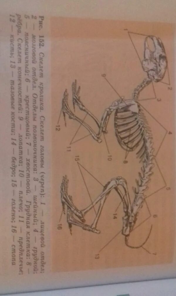 Исследование особенностей скелета млекопитающих ответы. Скелет млекопитающего 7 класс биология. Скелет кролика биология. Скелет млекопитающих 7 класс. Таблица по биологии скелет млекопитающих.