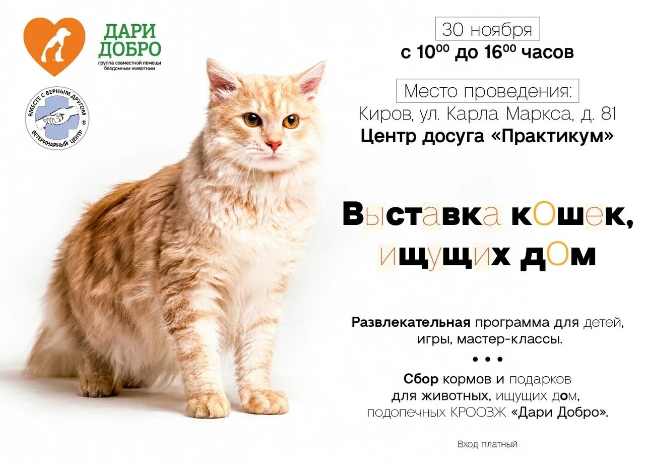 План выставки кошек. Интересные факты о выставках кошек. Брошюра выставка кошек. Название выставки про кошек.