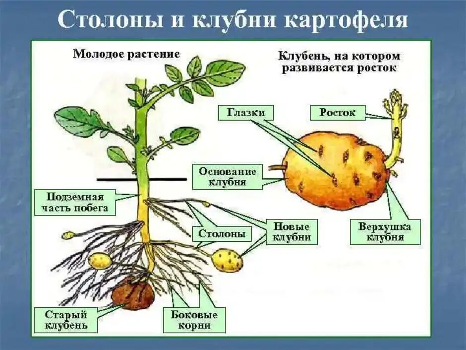 Что потребляют в пищу у картофеля. Клубень картофеля подземный побег. Строение клубня картофеля столон. Картофель. Строение растения клубней.. Видоизменение побегов столоны.