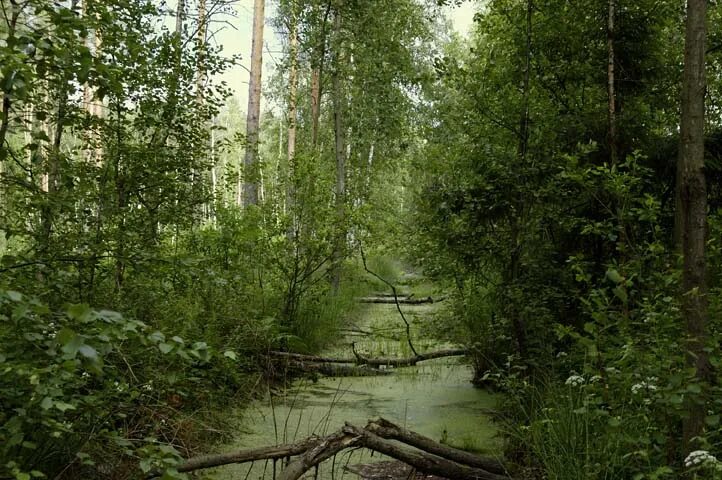 Озеро леший. Кингисеппский укрепрайон. У лешего брыкин бор. Тропа кенозерский национальный парк. Озеро леший.