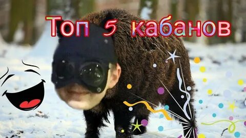 5 кабанов