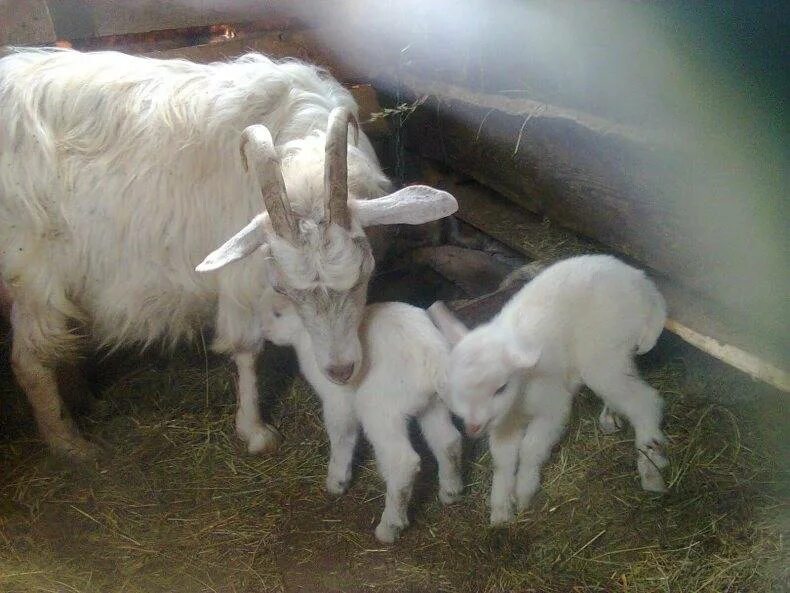 Козлята 3 недели. Разведение коз. Размножение коз. Козоводство для начинающих.
