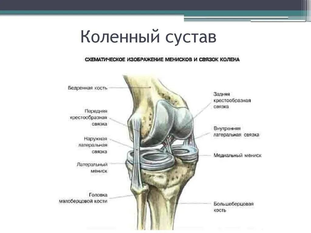 Коленный сустав строение связки коленного сустава. Коленный сустав строение анатомия связки. Связки на колене схема.
