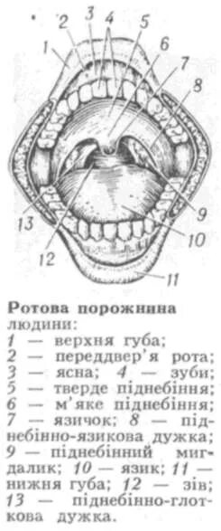 Полость рта оболочки. Слизистая оболочка дна полости рта. рельеф слизистой оболочки полости рта.