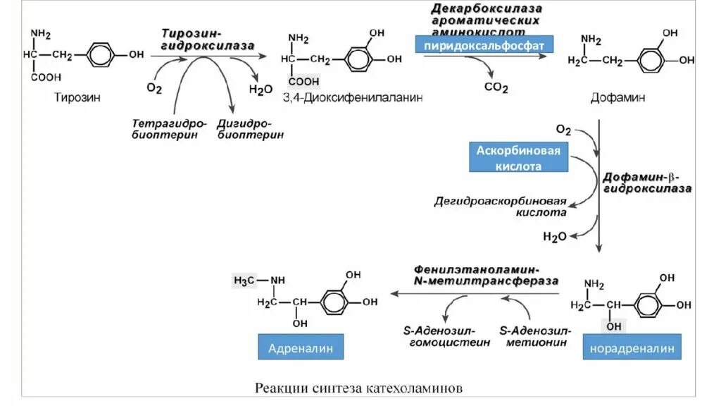 Схема синтеза катехоламинов. Синтез катехоламинов биохимия. Синтез норадреналина из тирозина. Синтез норадреналина из дофамина. Пэт с тирозином