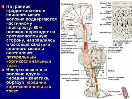 Границы мозга
