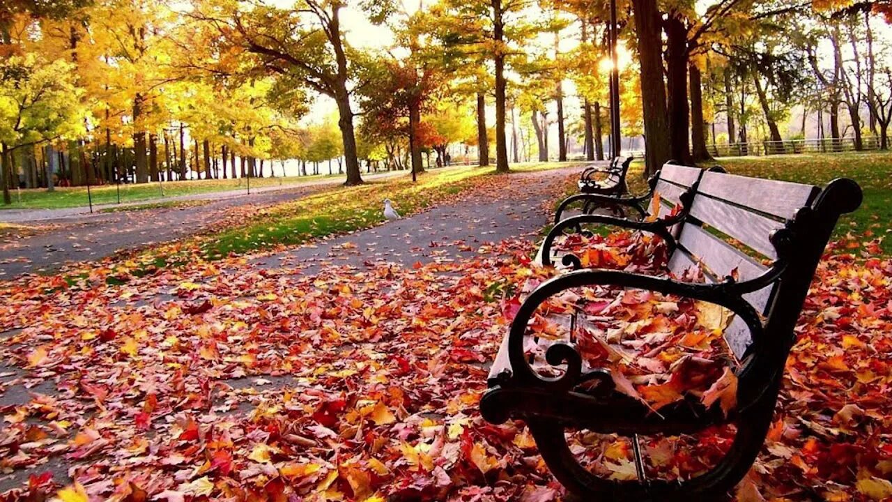 Autumn live. Autumn live