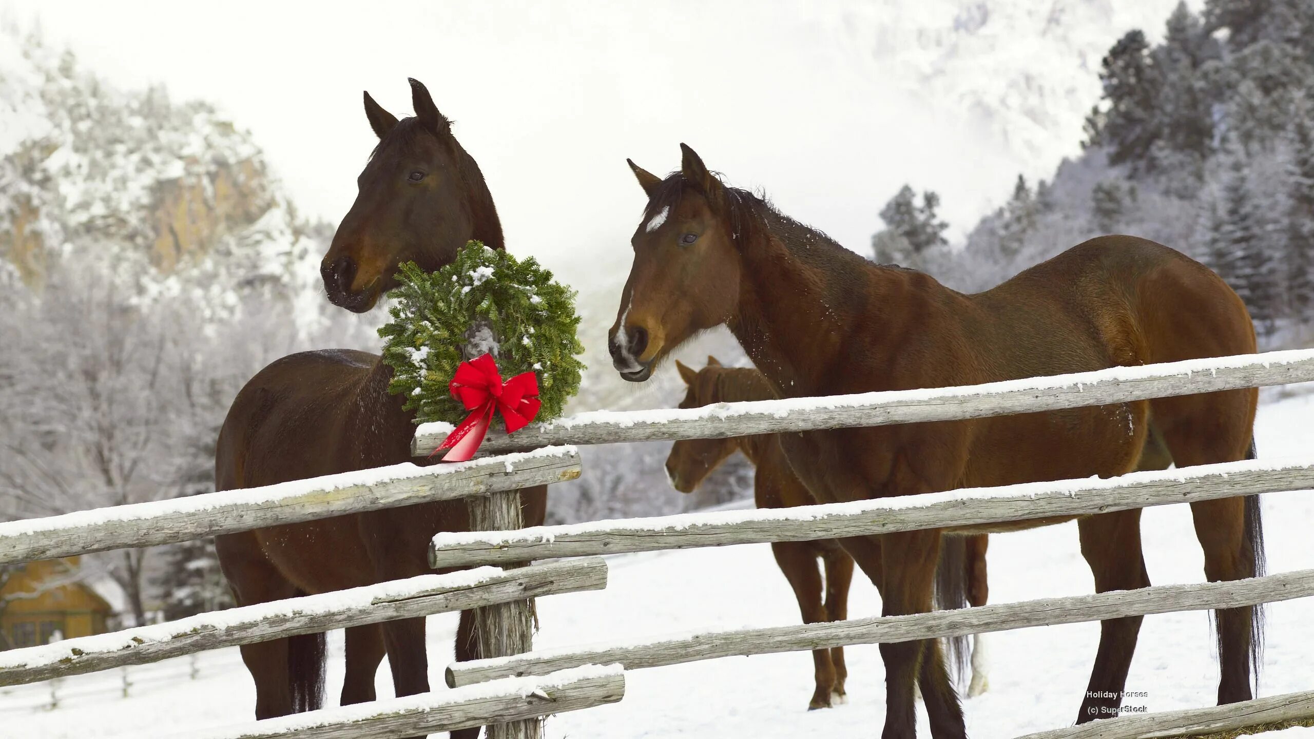 Лошади времен года. Лошади зимой. Лошади в снегу. Новогодние лошадки. Новогодняя лошадь.