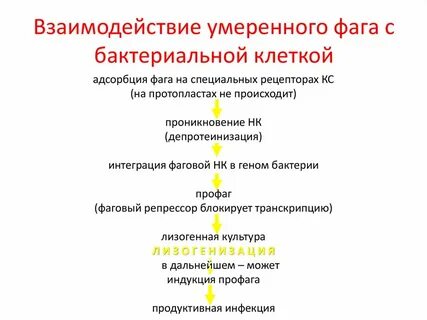 Умеренные бактериофаги