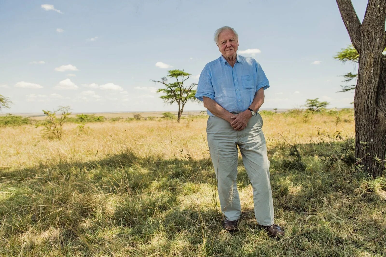 Sir david. David attenborough. sir david attenborough. дэвид аттенборо 2025.