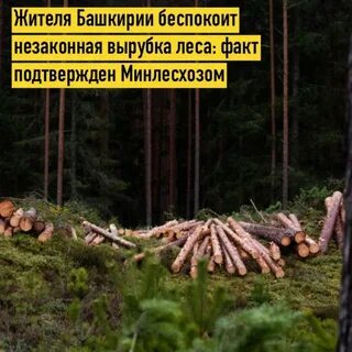 Факты о лесе
