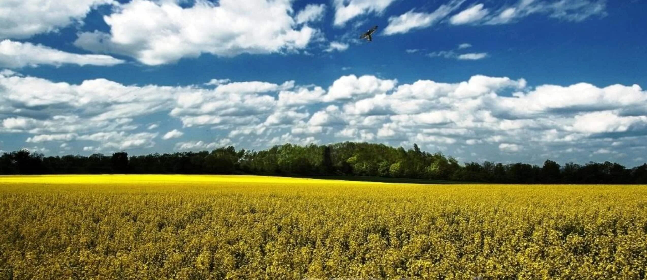 Земли сельскохозяйственного назначения. Колосья пшеницы на закате. В поле. Barley vs wheat. Поле с колосьями.