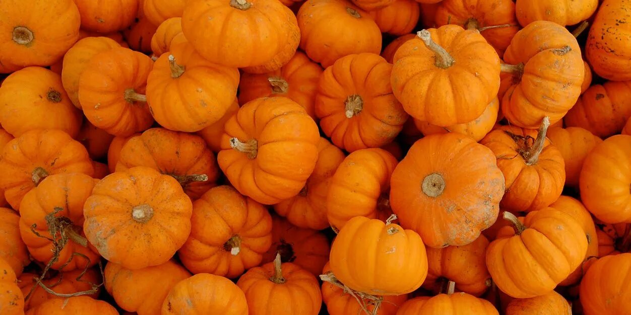 Тыква оранж саммер f!. Тыква пумкин. Оранжевый овощ похожий на тыкву. Тыква оранжевая. Оранжевая саммер тыква.