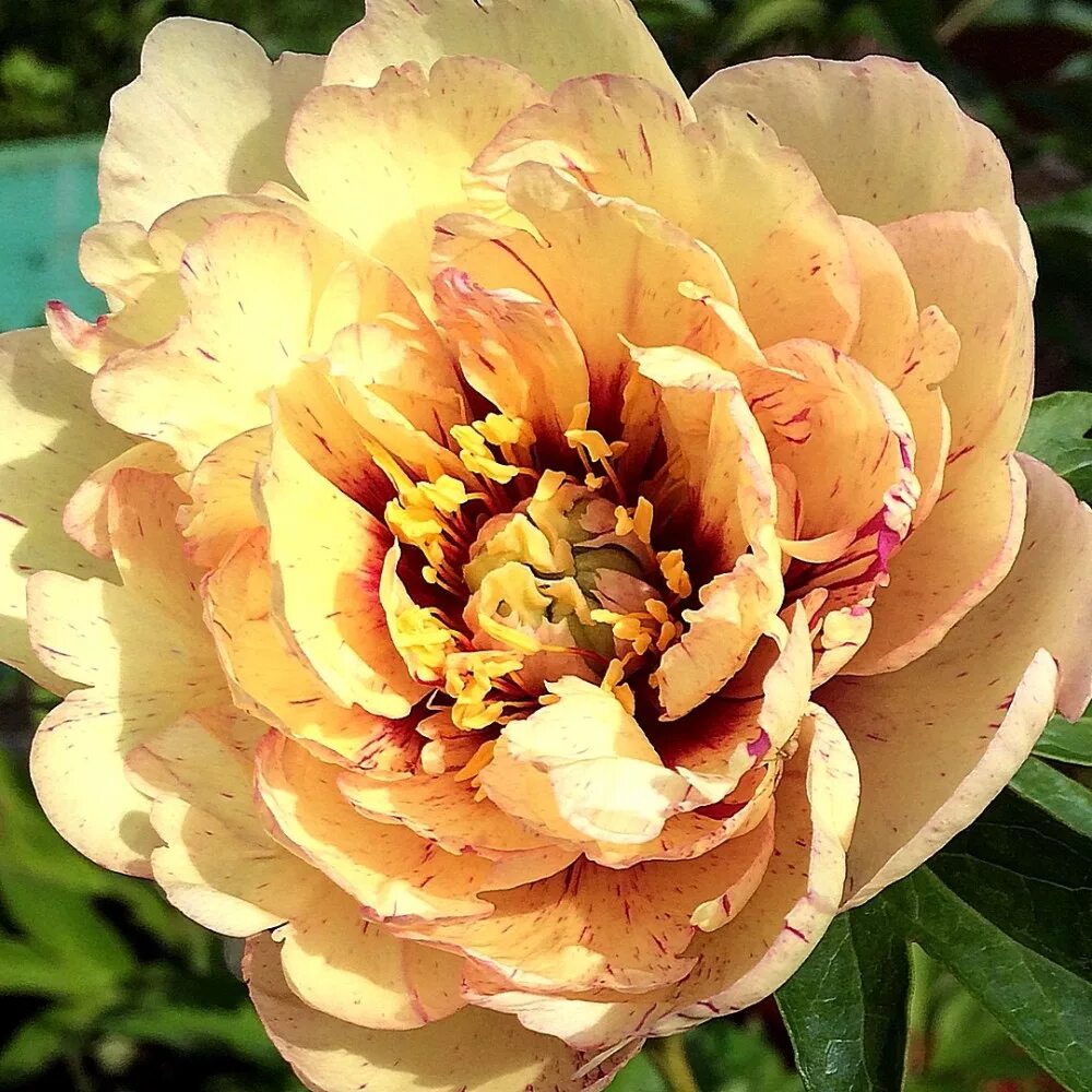 Пион ито лоллипоп. Пион ито гибрид что это. Пион ито "orange victory". Пион itoh hillary. Пион ито-гибрид хиллари.