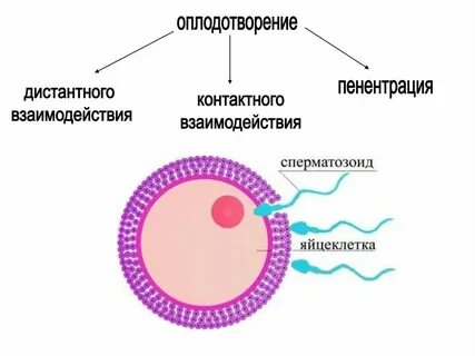 Яйцеклетки в санкт петербурге