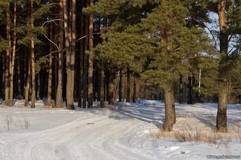 Роща александры