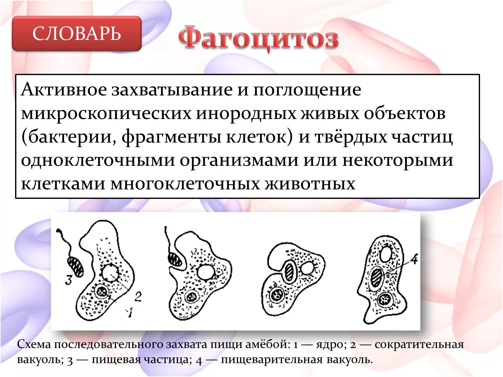 Может осуществлять фагоцитоз способен к амебоидному движению. Фагоцитоз. Фагоцитоз у одноклеточных. Процесс фагоцитоза. Способны к фагоцитозу.