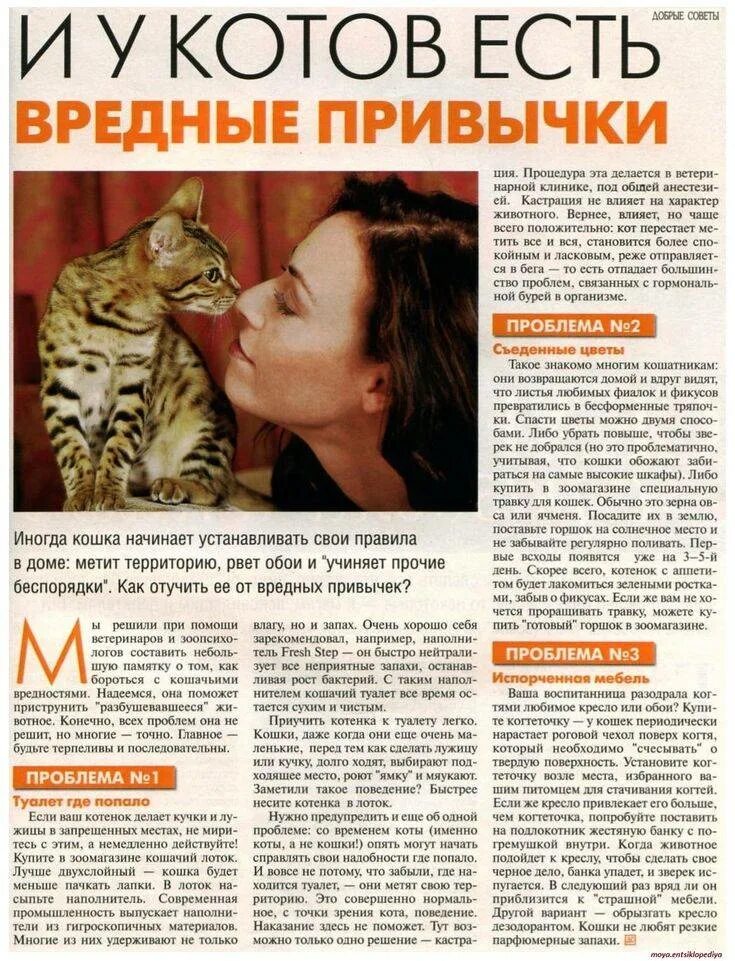 Что сделать чтобы кот не метил дома. Поведение и привычки кошек. вредные привычки кошек. какие привычки у кота. запахи которые не любят кошки.