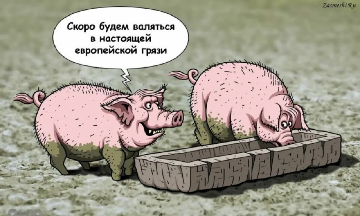 Почему свинье не есть