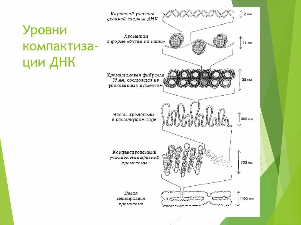 Уровни компактизации ДНК эукариот. Уровни упаковки ДНК В хроматине. 4 Уровень компактизации ДНК. Уровень комплектизации ДНК.