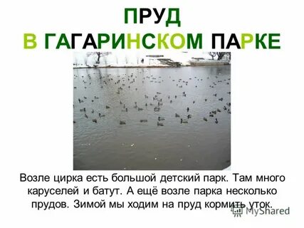 Чем кормить уток в пруду