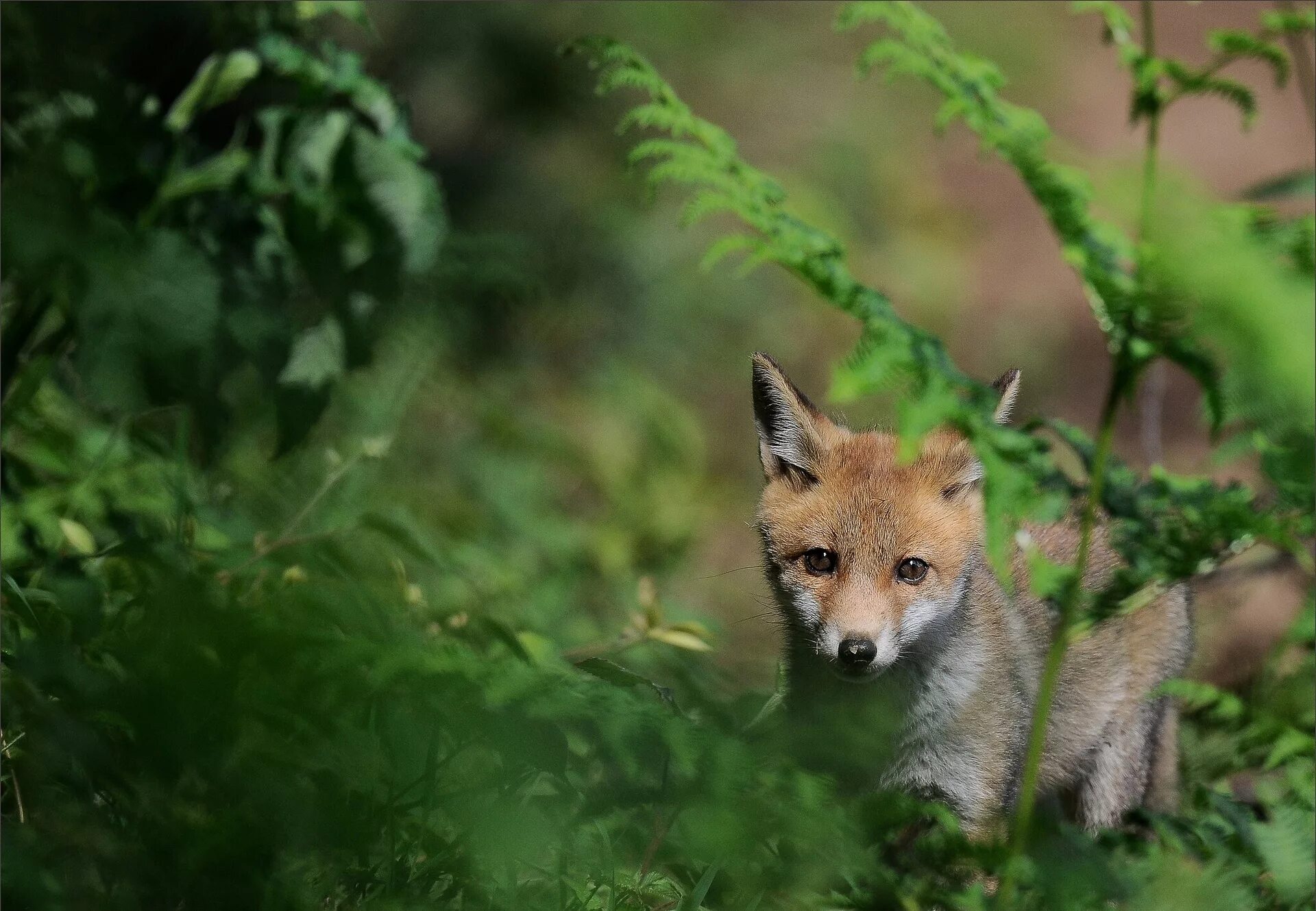 Лиса. Лиса обои. Зеленая лиса. Обои Лис. Fox look