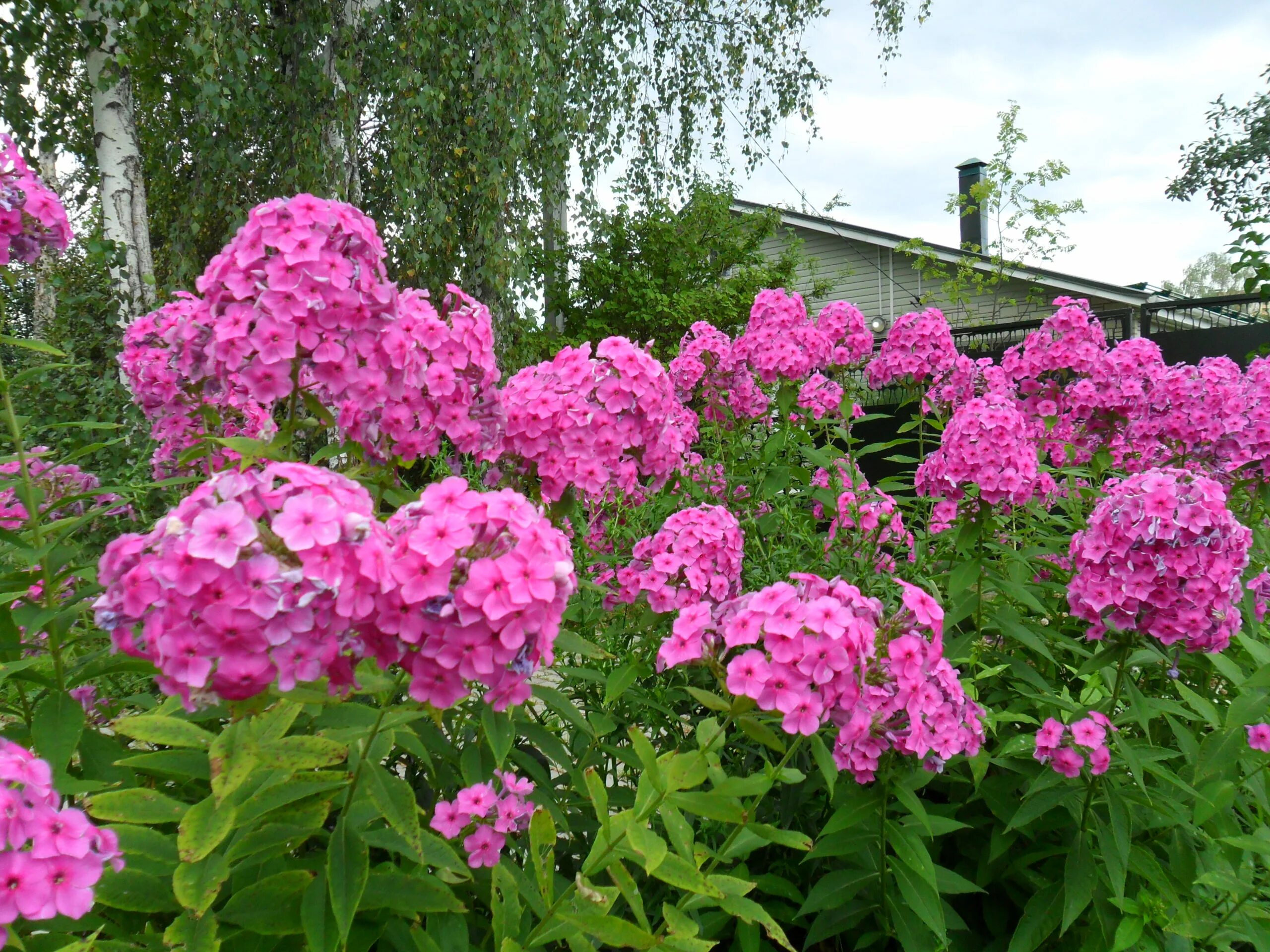 Флоксы цветы фото на клумбе. Флокс метельчатый ландшафтный. Флоксы метельчатые многолетние. Флокс метельчатый на клумбе. Флокс метельчатый 'Флоксана'.