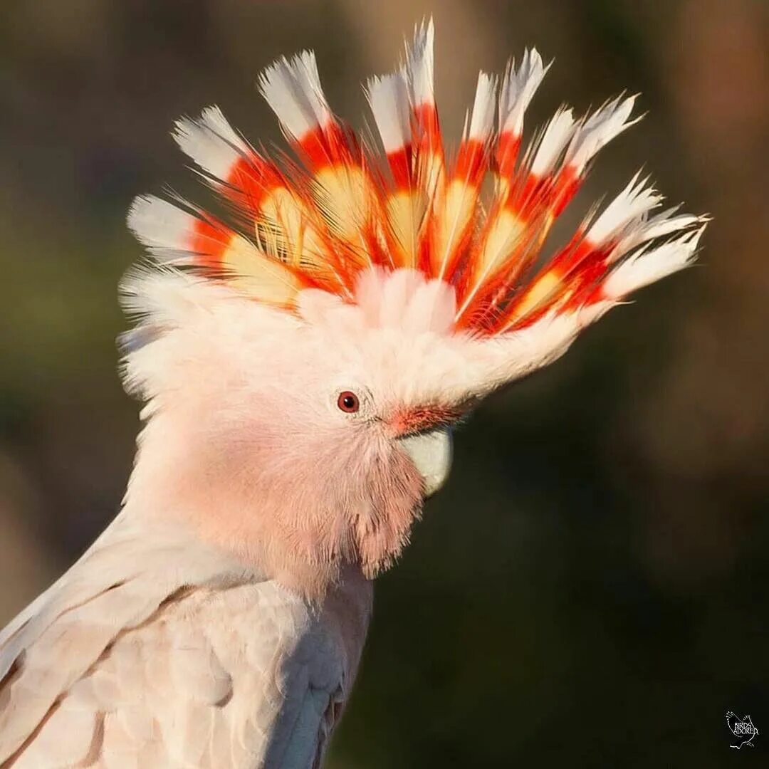 Какаду и ара. Разноцветный попугай. Попугай какаду. Попугаи цветные яркие. Волнистый попугайчик радужный.