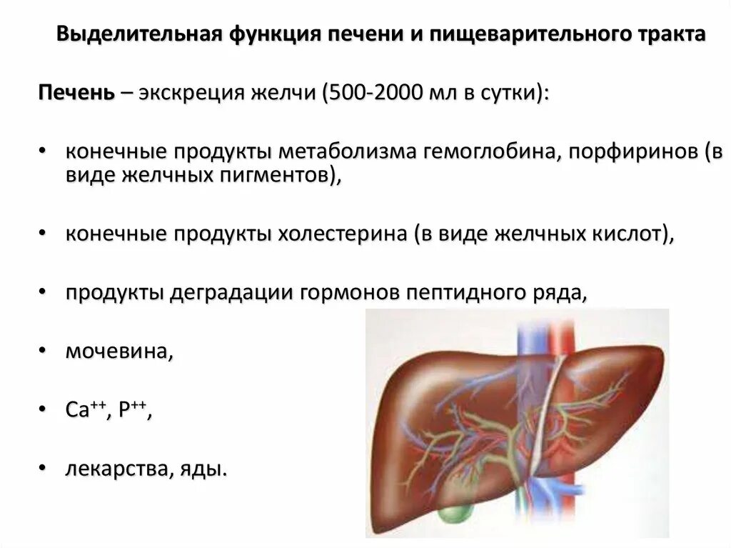 Выделительная функция печени. Показатели выделительной функции печени. Печень выделительная система. Значение выделительной функции печени.