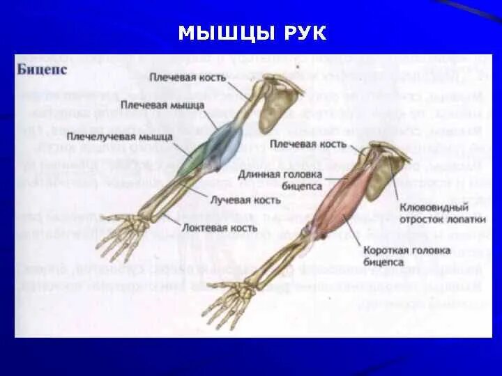 Части руки человека. Предплечье где. Плечо и предплечье. Предплечье картинка. Бицепс руки и предплечье.