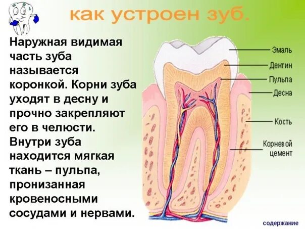 Сколько ходят с лекарством в зубе. Стоматология мышьяк в зубе. Зуб с Мышя ом. Как устроен зуб.