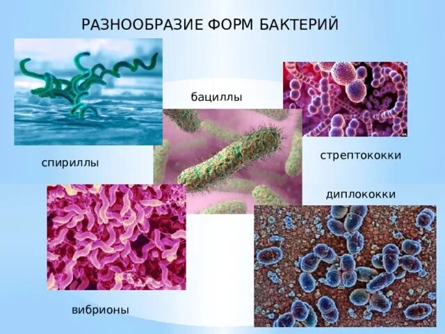 Разнообразие бактерий. Бактерии многообразие бактерий. Разнообразие форм бактерий. Многообразие бактерий по форме.