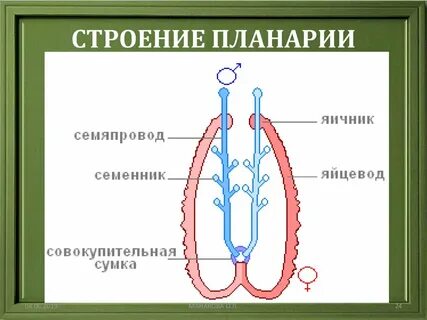 Половая система планарии