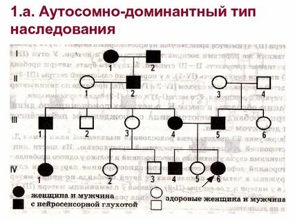 Родословная аутосомно доминантный тип
