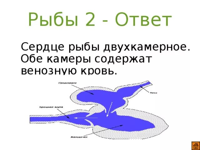 Сердце рыб состоит из камер. Сердце рыбы. Двухкамерное сердце у рыб. Камеры сердца рыб. Сколько камер в сердце у рыб.