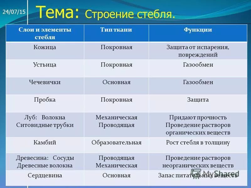 Заполните таблицу внутреннее строение стебля. Биология таблица 6 класс часть стебля ткань функция. Таблица по биологии клеточное строение стебля. Таблица слой стебля строение функции. Слои и элементы строения