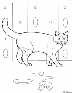 Как нарисовать кота дома